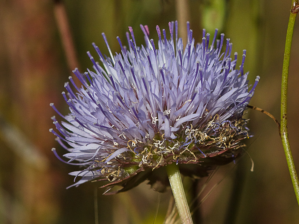 Botón azul (Jasione montana)