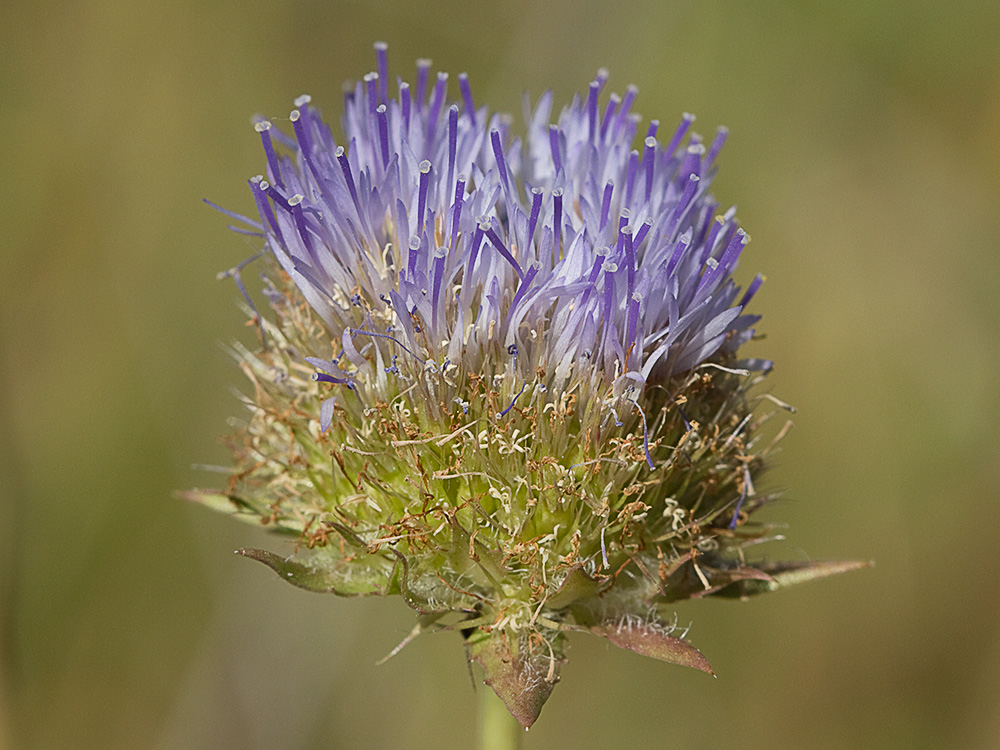 Botón azul (Jasione montana)