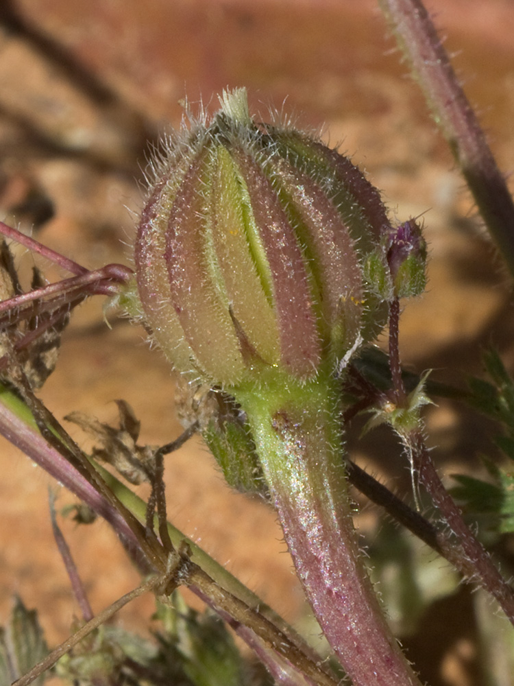 Jaguarzo negro (Cistus monspeliensis)