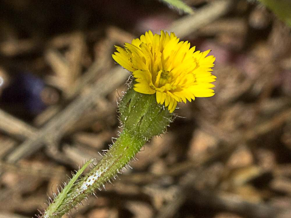 Jaguarzo negro (Cistus monspeliensis)