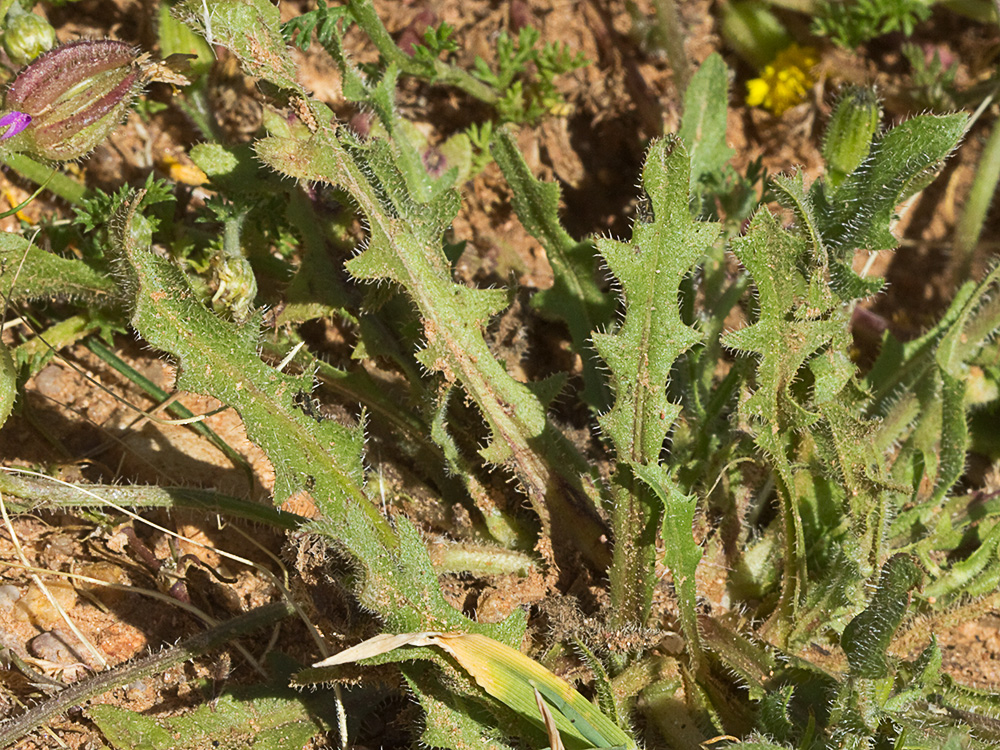 Jaguarzo negro (Cistus monspeliensis)