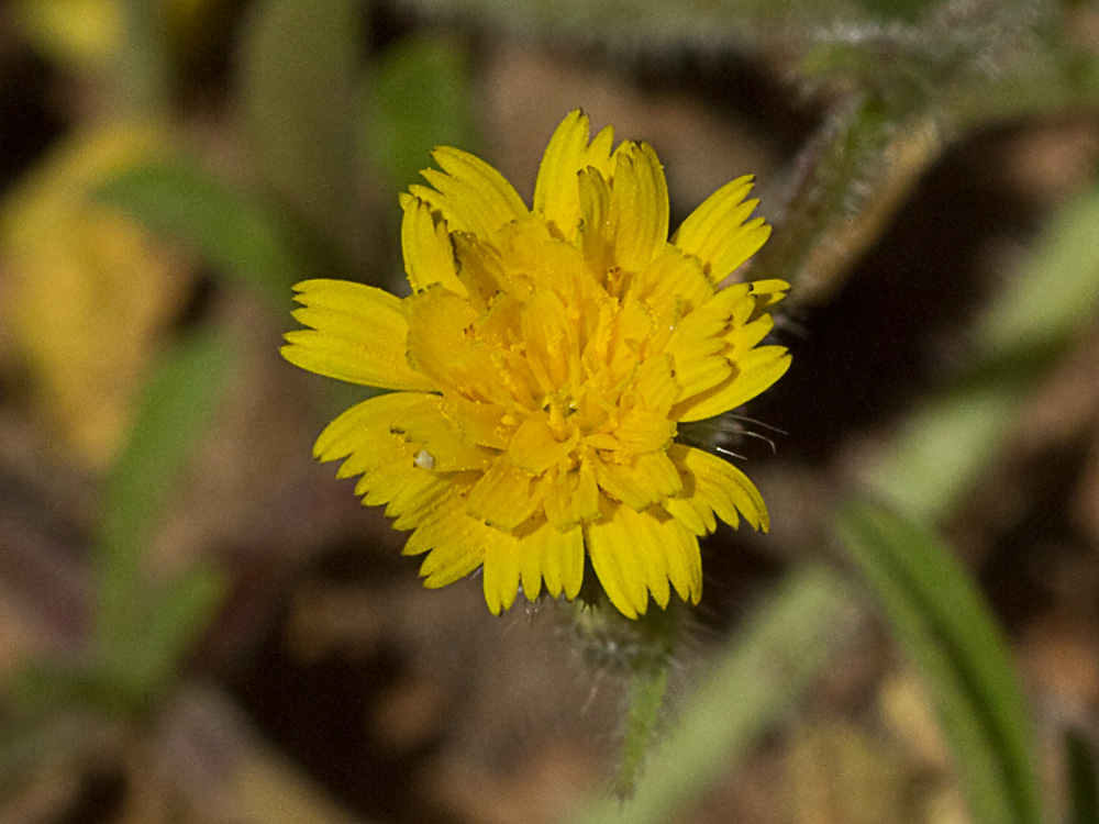 Jaguarzo negro (Cistus monspeliensis)