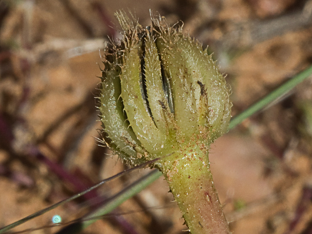 Jaguarzo negro (Cistus monspeliensis)