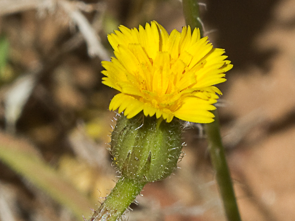 Jaguarzo negro (Cistus monspeliensis)