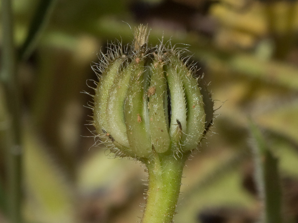 Jaguarzo negro (Cistus monspeliensis)