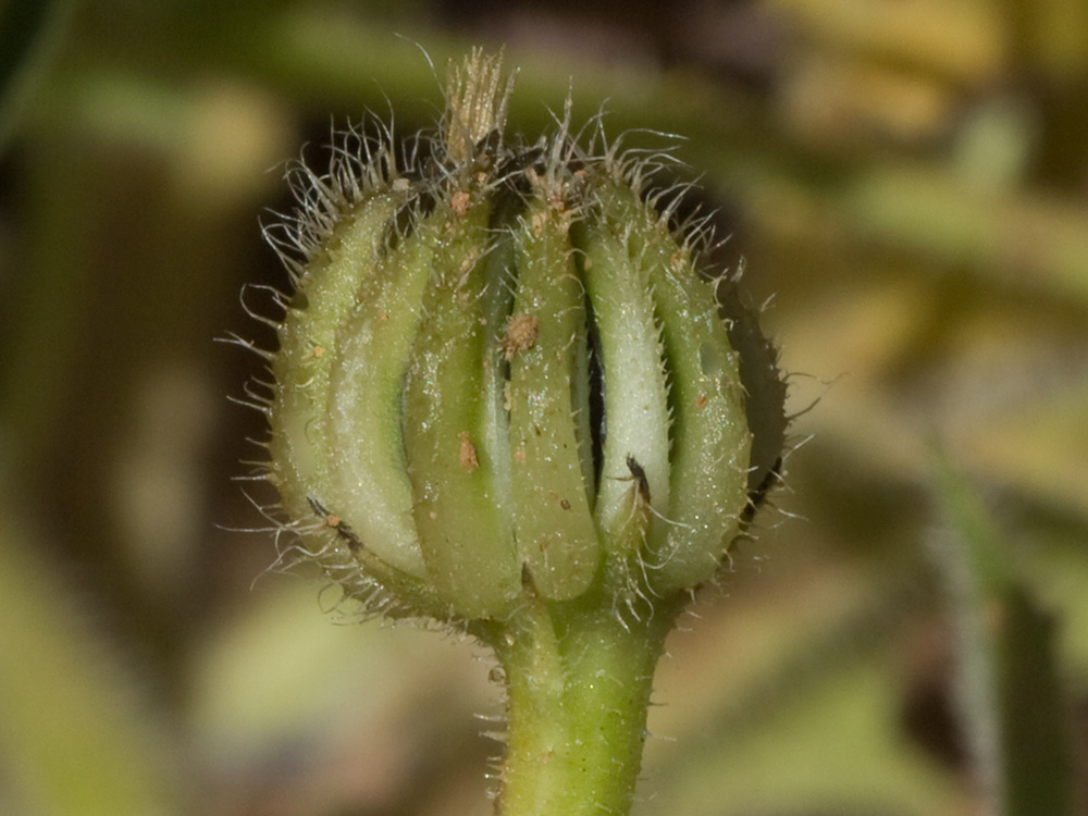 Jaguarzo negro (Cistus monspeliensis)