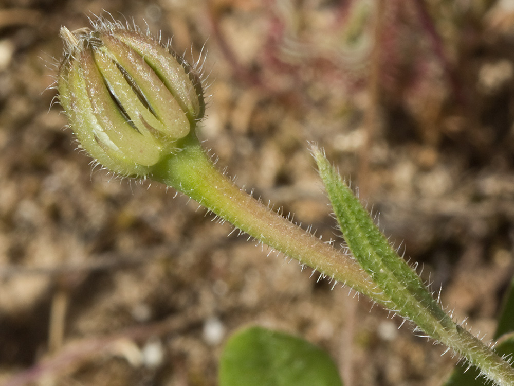 Jaguarzo negro (Cistus monspeliensis)