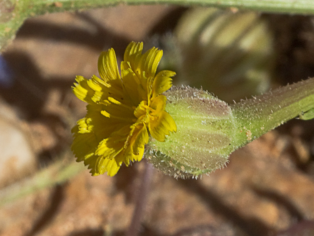 Jaguarzo negro (Cistus monspeliensis)