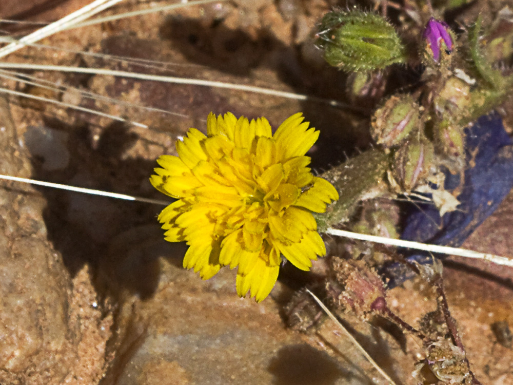 Jaguarzo negro (Cistus monspeliensis)