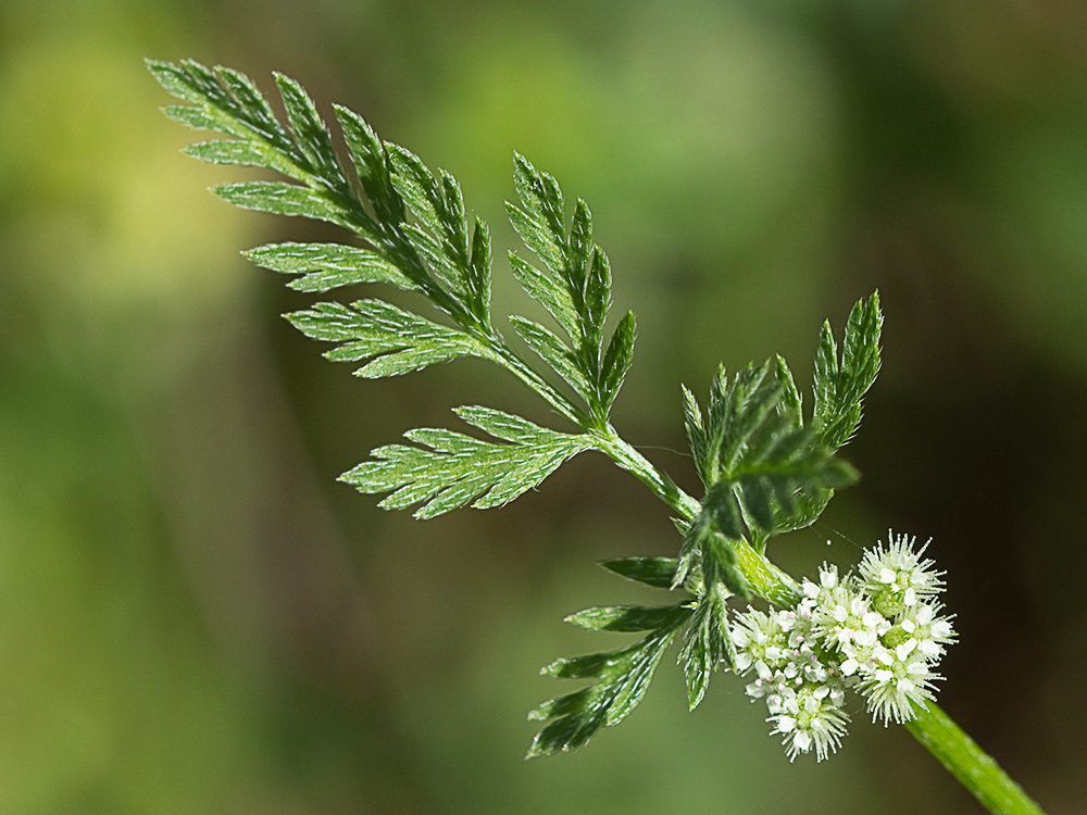 Caillos (Torilis leptophylla)