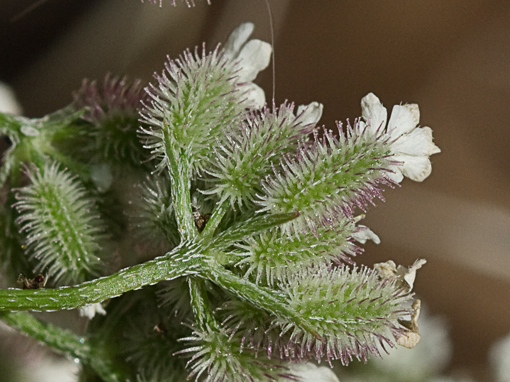 Caillos (Torilis leptophylla)