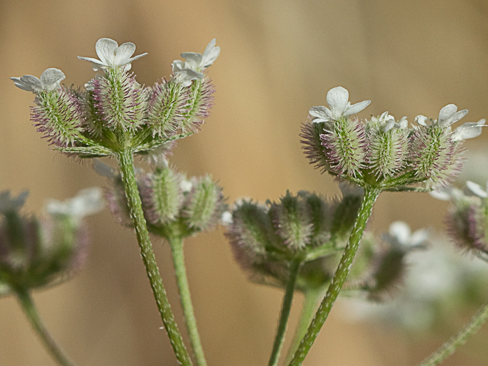 Caillos (Torilis leptophylla)