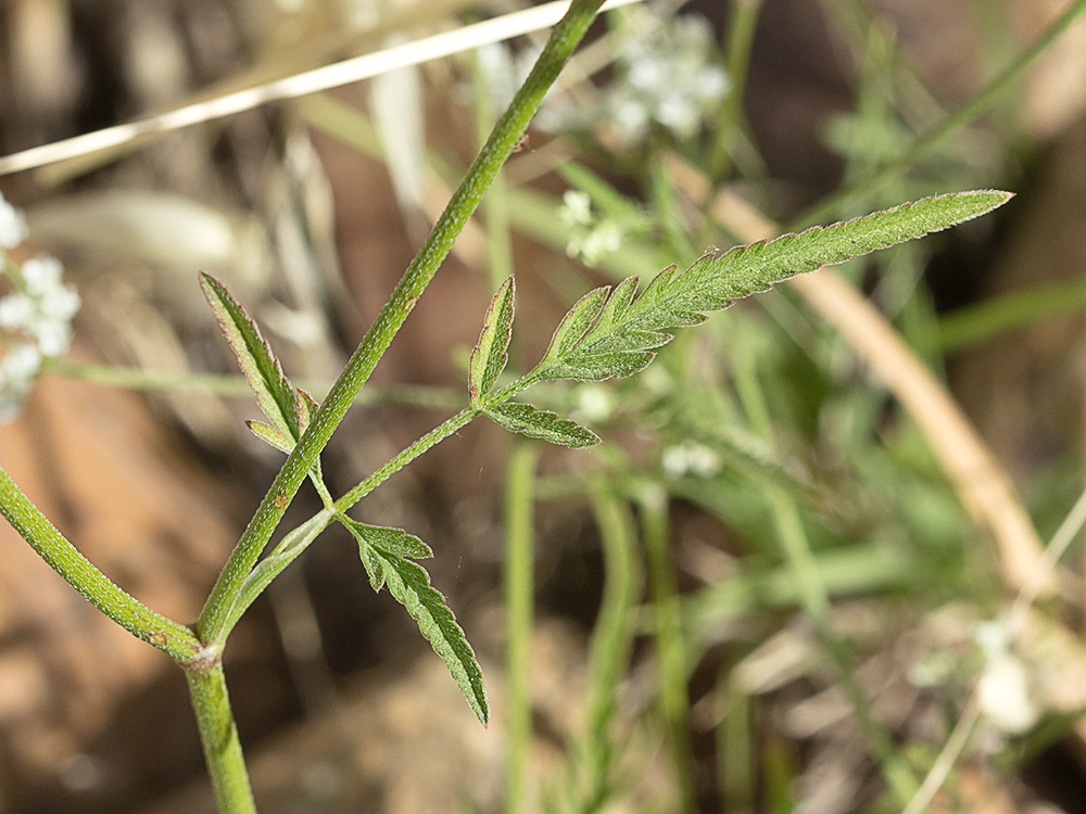 Caillos (Torilis leptophylla)