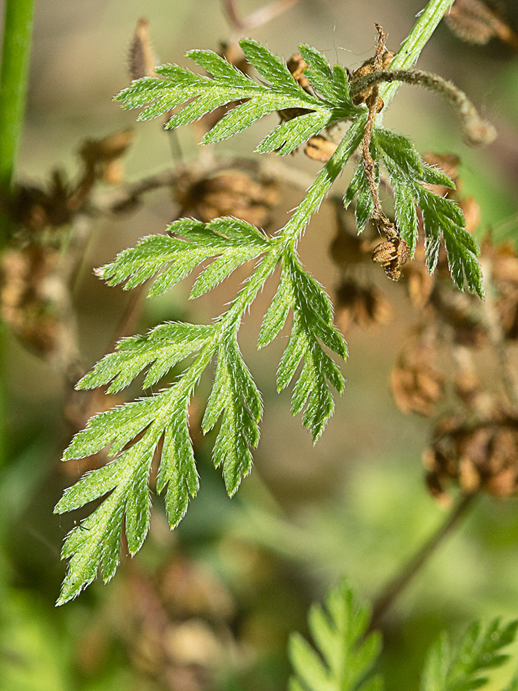 Caillos (Torilis leptophylla)