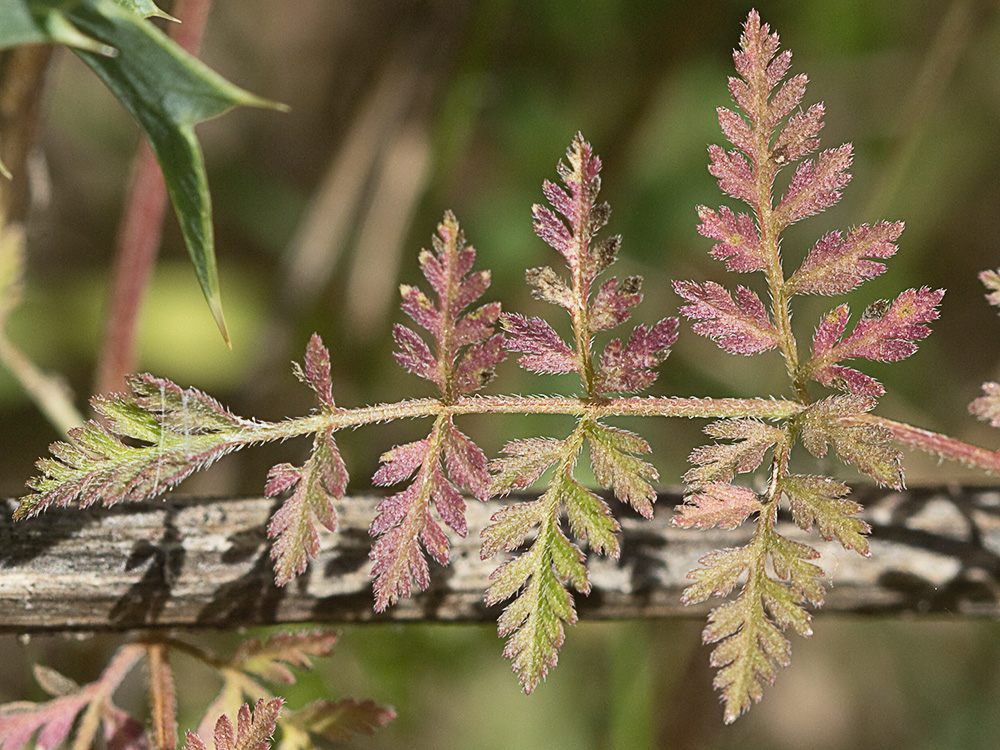 Caillos (Torilis leptophylla)