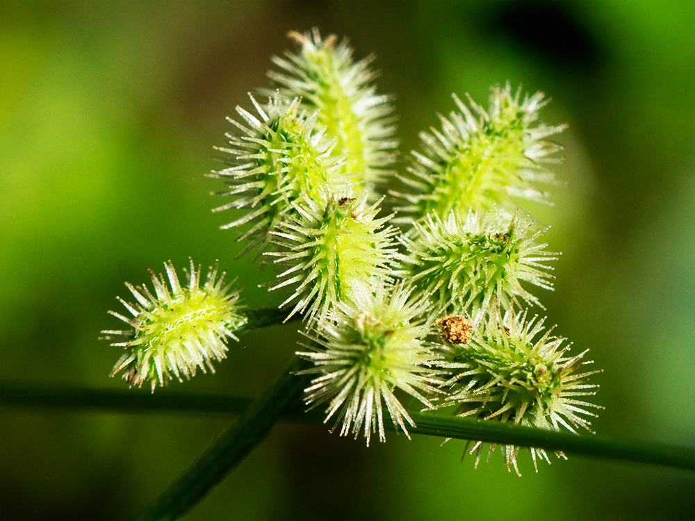 Caillos (Torilis leptophylla)