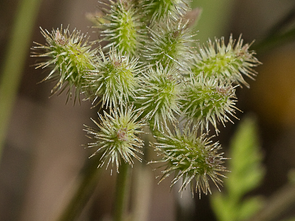 Caillos (Torilis leptophylla)