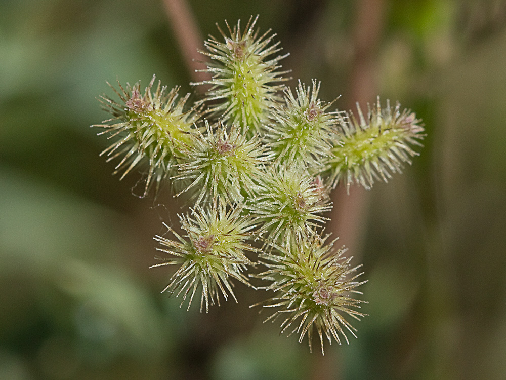 Fruto de los Caillos (Torilis leptophylla)