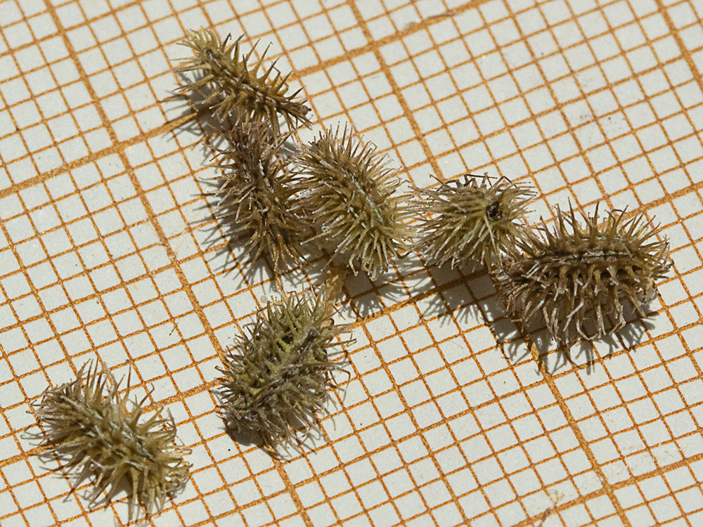 Fruto de los Caillos (Torilis leptophylla)