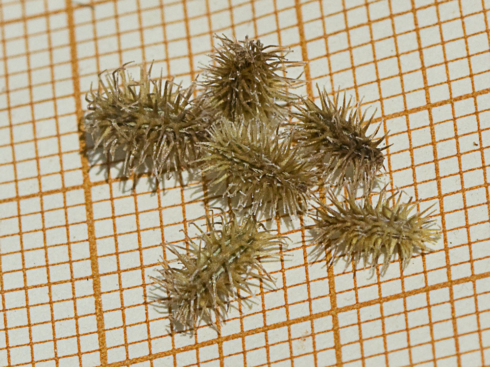 Fruto de los Caillos (Torilis leptophylla)