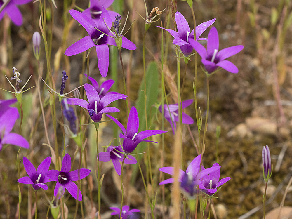 Campanula lusitanica, campanillas