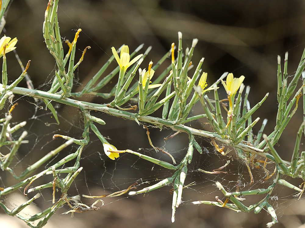 Mata de Cardo lechero (Lactuca viminea)