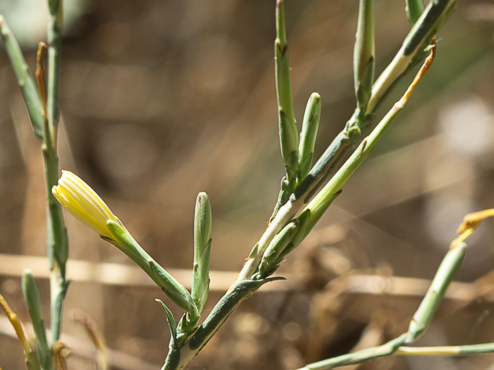 Cardo lechero (Lactuca viminea)