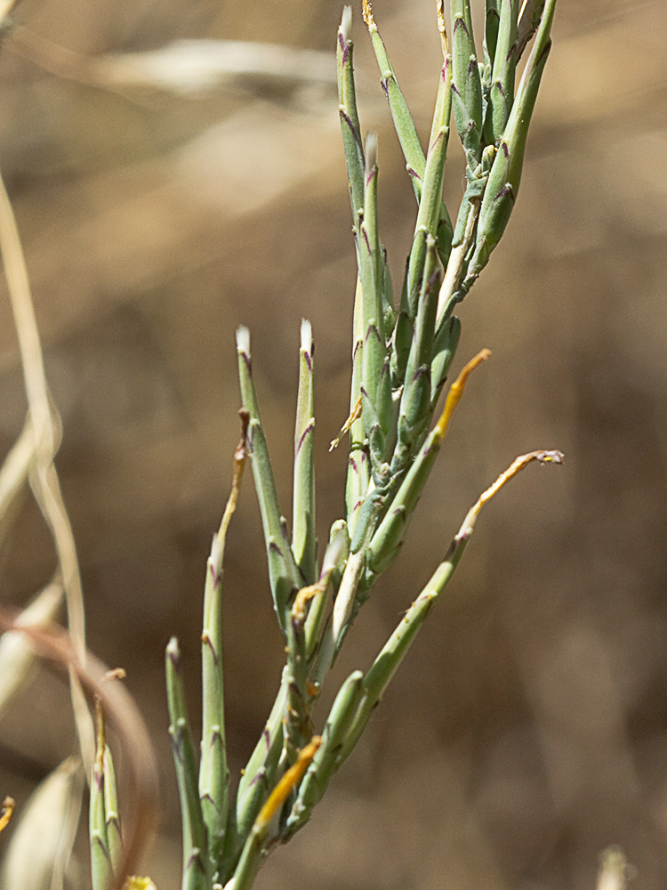 Cardo lechero (Lactuca viminea)