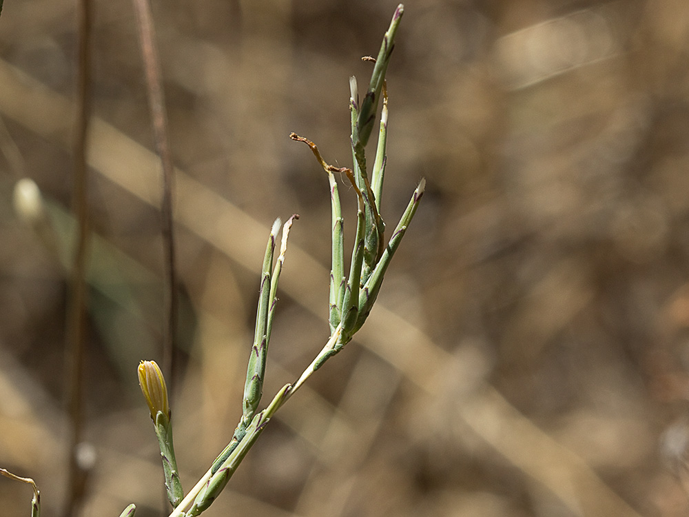 Cardo lechero (Lactuca viminea)