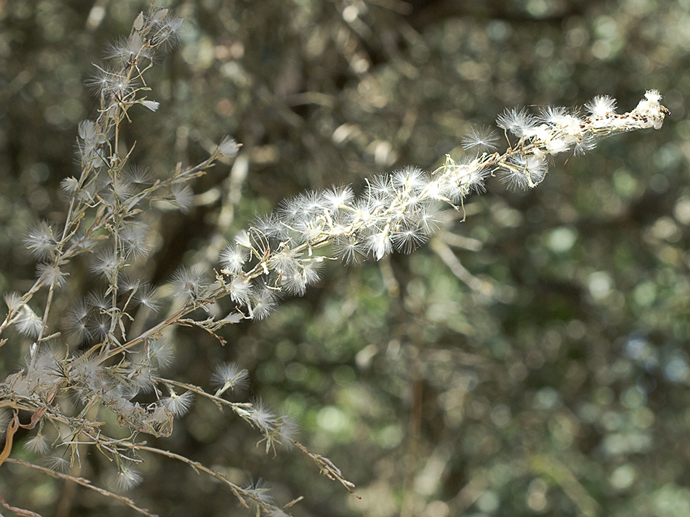 Vilanos del Cardo lechero (Lactuca viminea)