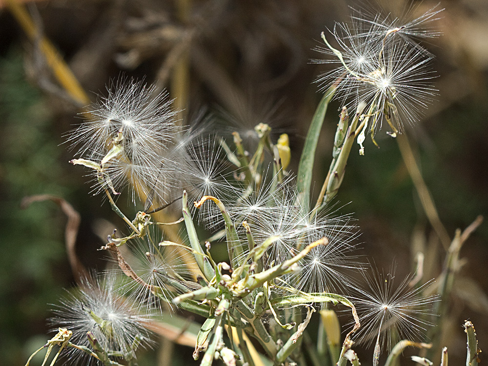 Vilanos del Cardo lechero (Lactuca viminea)