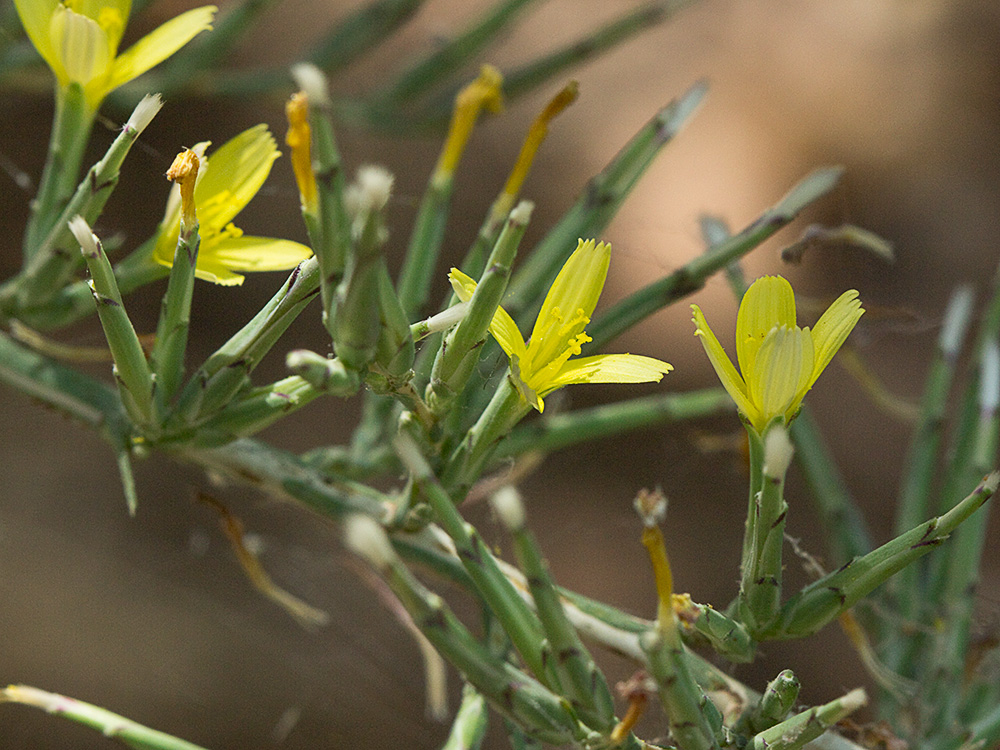 Cardo lechero (Lactuca viminea)