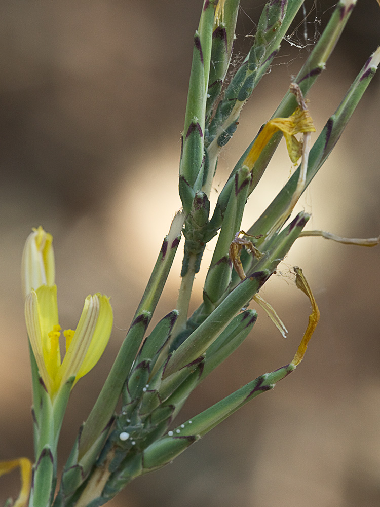 Cardo lechero (Lactuca viminea)