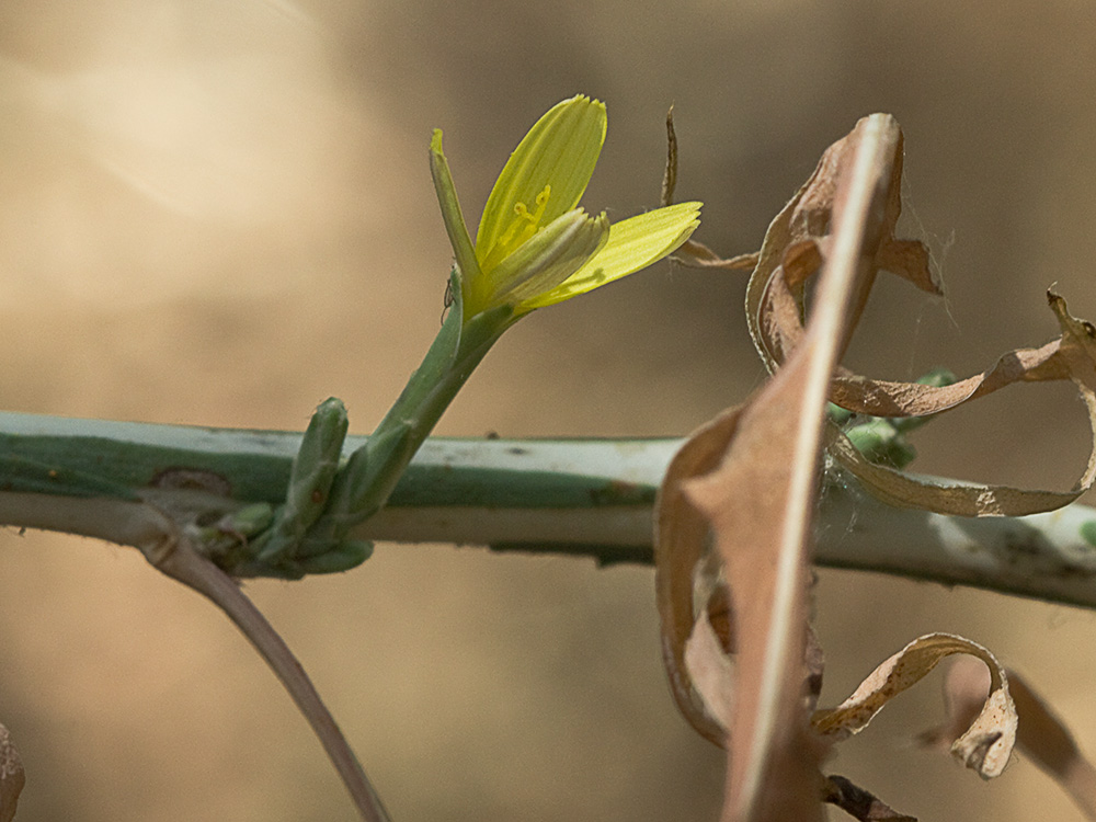 Cardo lechero (Lactuca viminea)