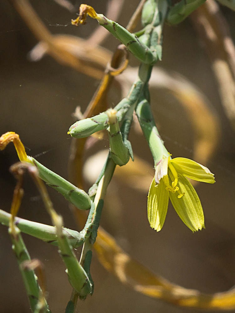 Cardo lechero (Lactuca viminea)