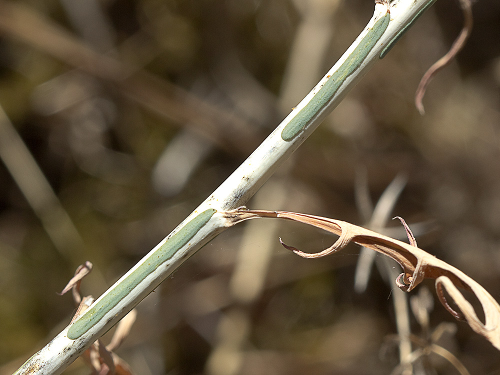 Tallo del Cardo lechero (Lactuca viminea)