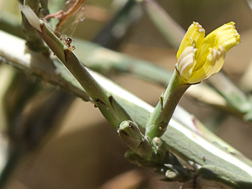 Cardo lechero (Lactuca viminea)