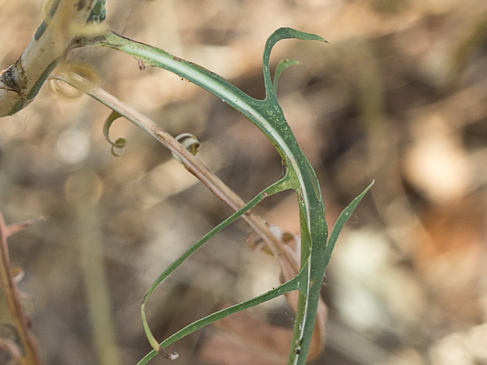 Hoja del Cardo lechero (Lactuca viminea)