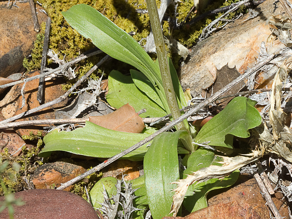 Hojas basales de la centaurea menor (Centaurium erythraea)