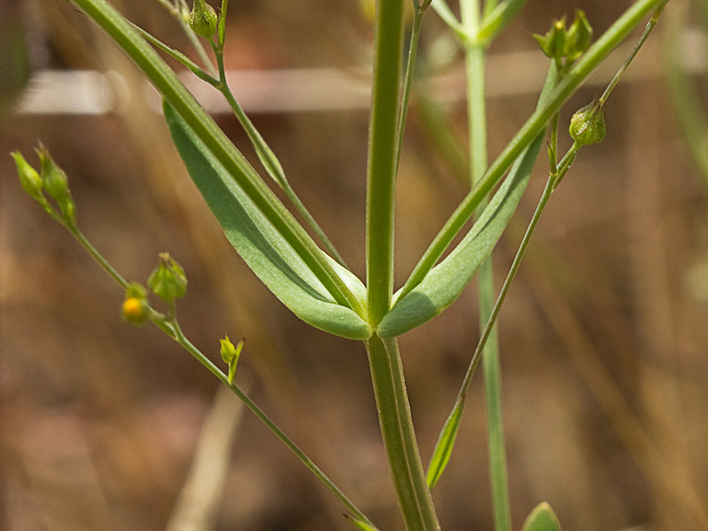 Tallo y hojas de la centaurea menor (Centaurium erythraea)