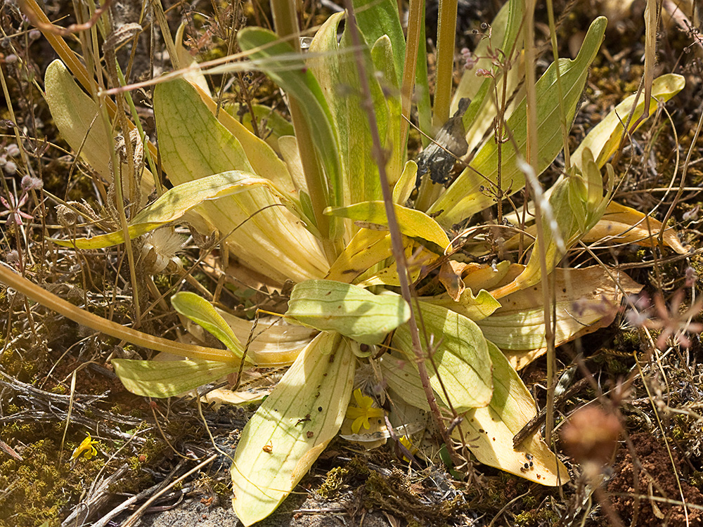 Hojas basales de centaurea menor (Centaurium erythraea)