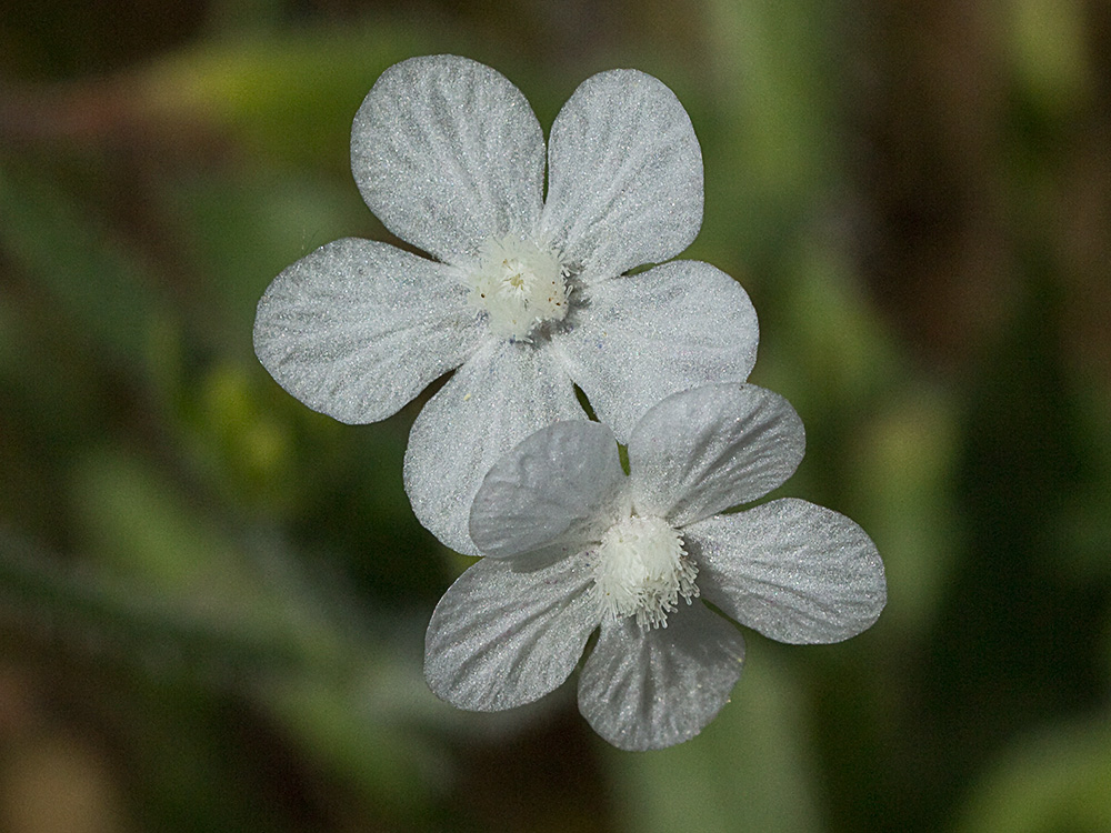 Anchusa azurea, Chupamiel blanco