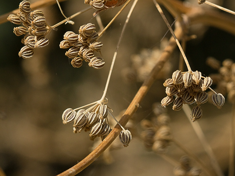 Frutos de la cicuta (conium maculatum)