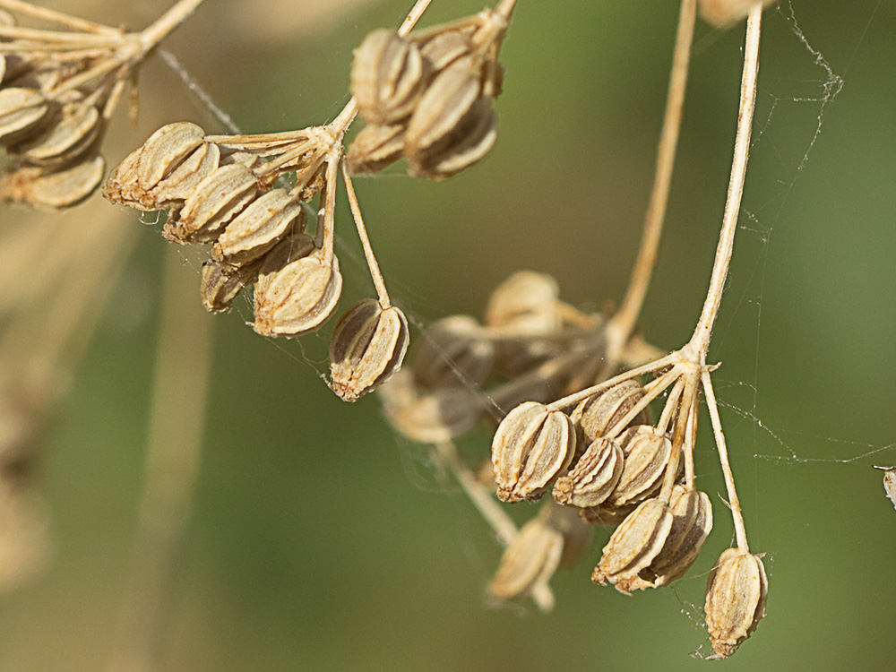 Frutos de la cicuta (conium maculatum)