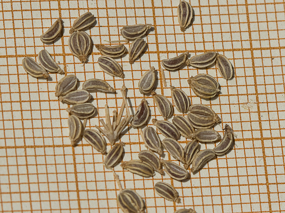 Semillas de la cicuta (conium maculatum)