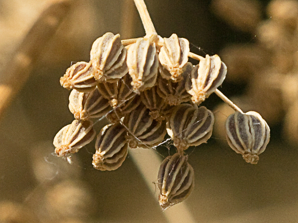 Frutos de la cicuta (conium maculatum)