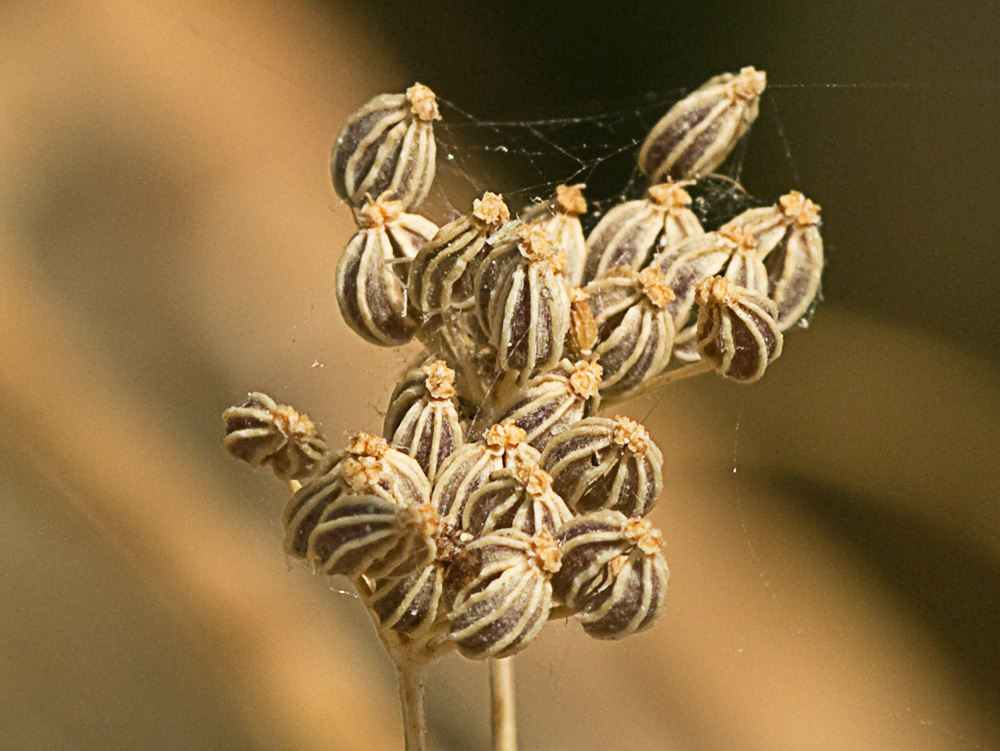Frutos de la cicuta (conium maculatum)