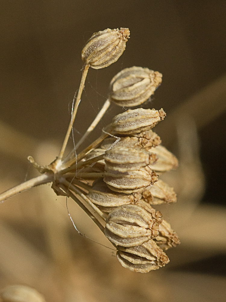 Frutos de la cicuta (conium maculatum)