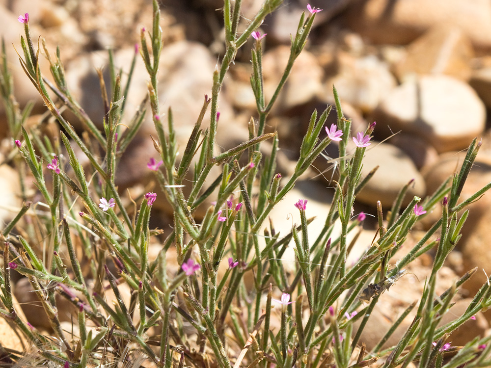 Clavelillo seco (Velezia rigida L.). Dianthus nudiflorus Griff