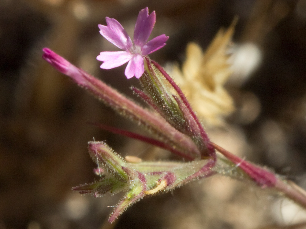 Clavelillo seco (Velezia rigida L.). Dianthus nudiflorus Griff